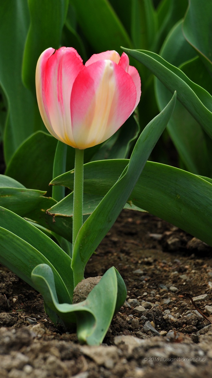 Xolo Era X Background - Samsung J5 Prime Hd - HD Wallpaper 