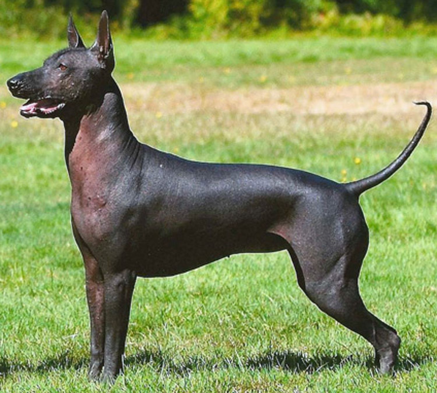 Papel de parede de Xoloitzcuintli de Xolo Ancient - Raça de cachorro argentino Pila Dog - 1500x1350 Papel de parede - teahub.io