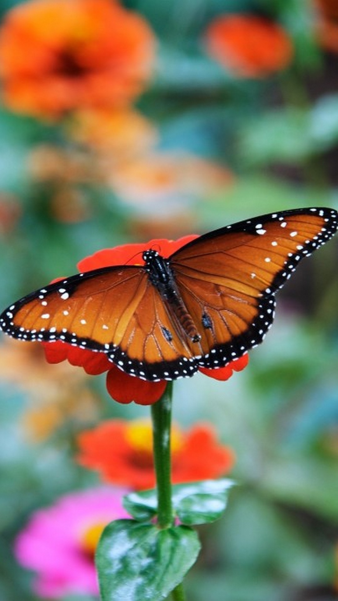 Wallpaper Butterfly Pictures Iphone Resolution - HD Wallpaper 