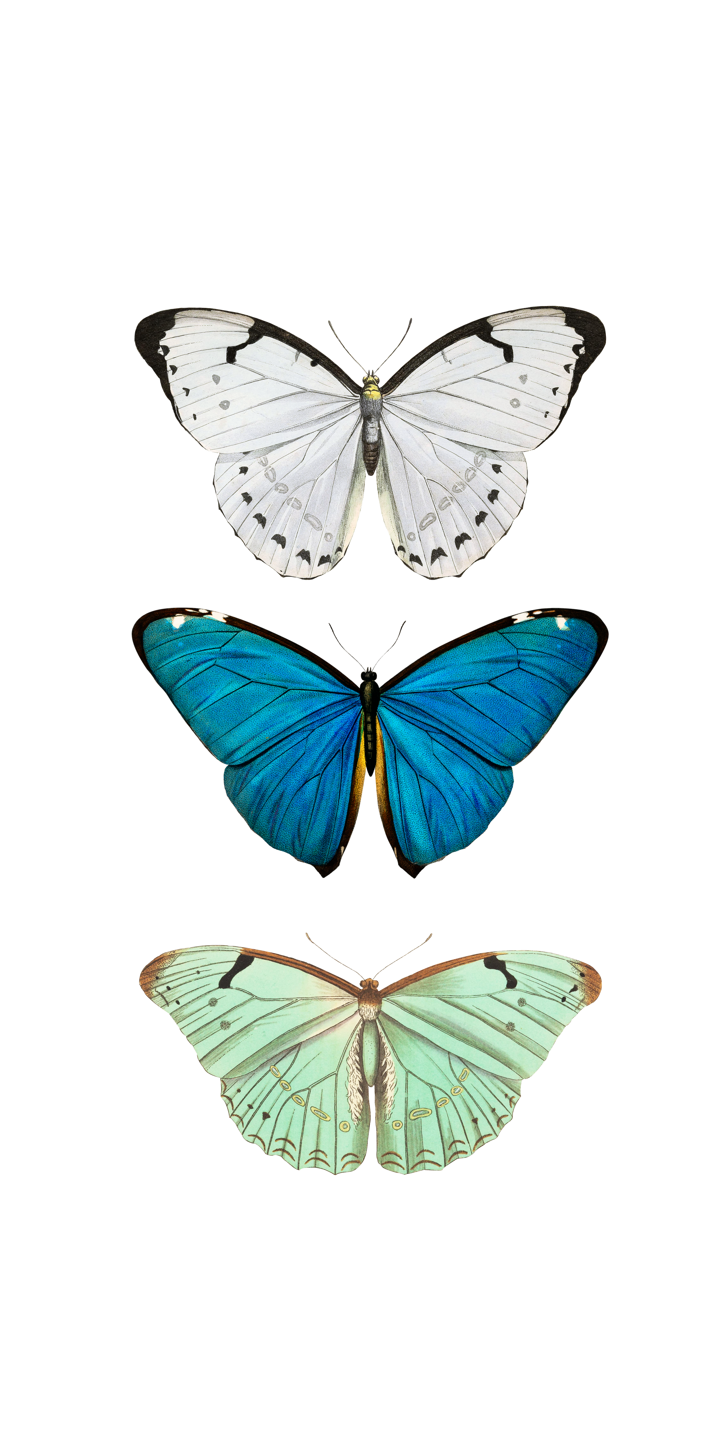 Iphone X Butterfly - HD Wallpaper 