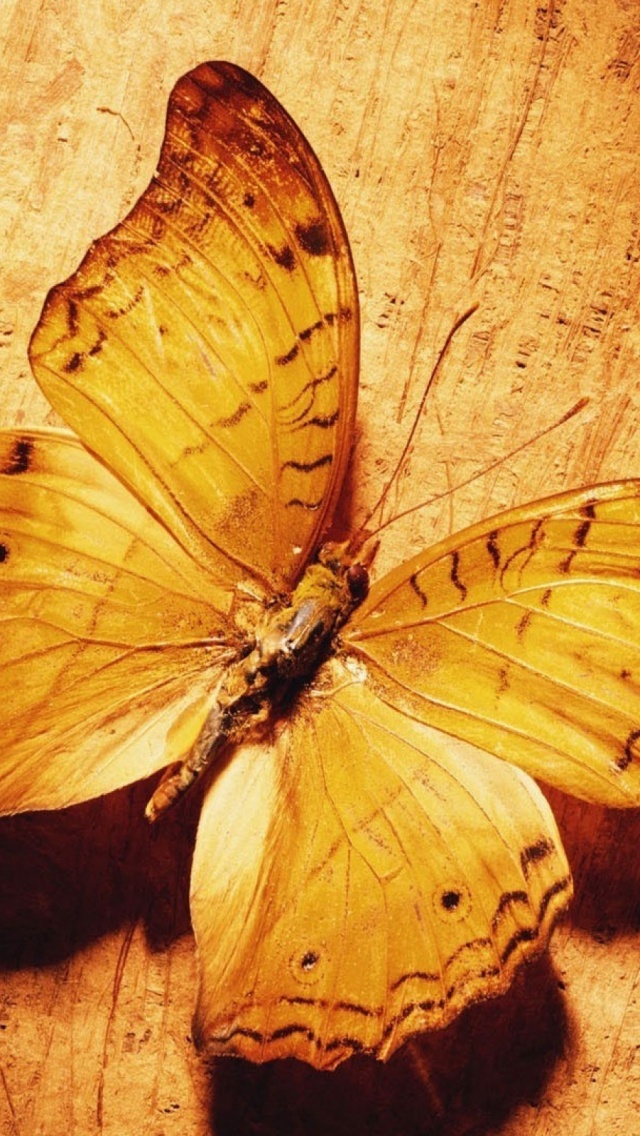 Beautiful Butterfly Iphone - HD Wallpaper 