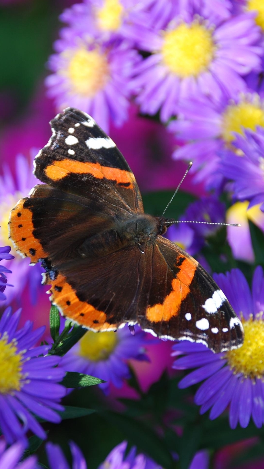 Картинки Про Природу Цветы Животные - HD Wallpaper 