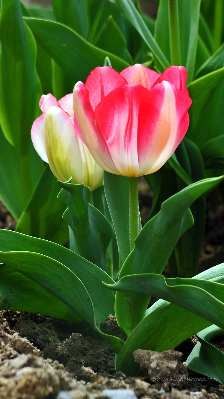 Xolo Era X Background - Fondo De Pantalla Para Lg K4 - HD Wallpaper 