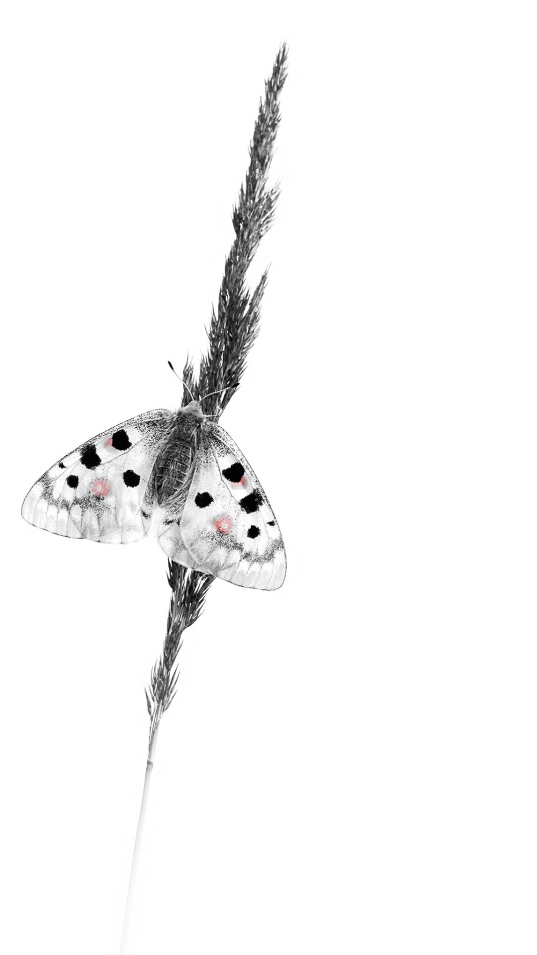 Black And White Butterfly Iphone - HD Wallpaper 