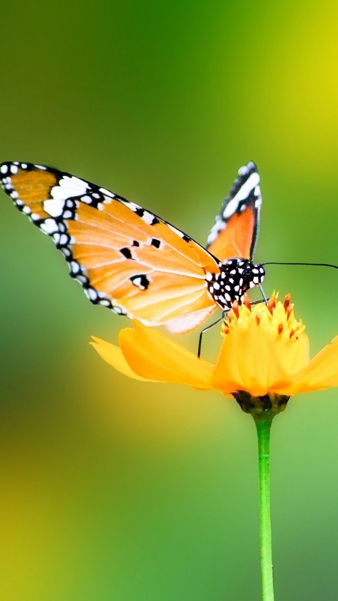 Butterfly Iphone 7 Plus Wallpaper Hd - Trust In Him At All Times O My