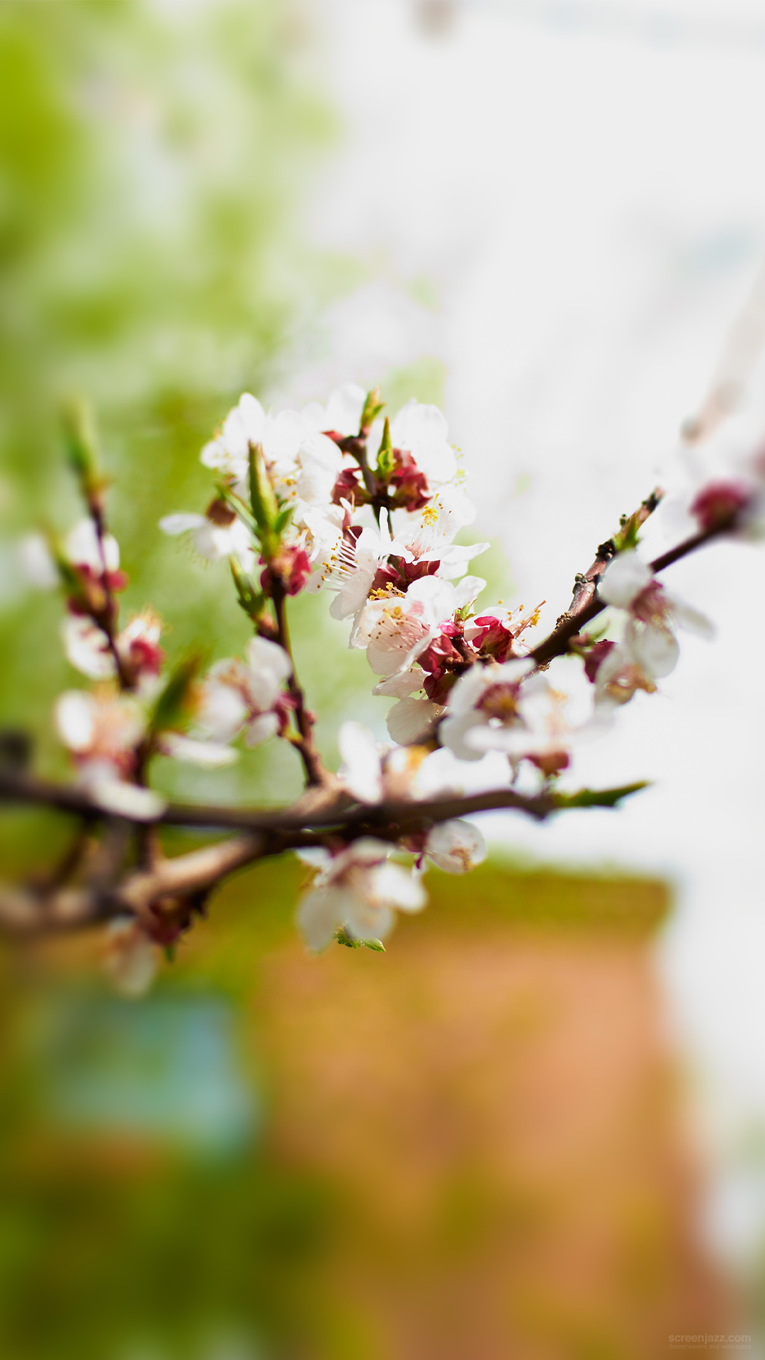 Nature - Cherry Blossom - HD Wallpaper 