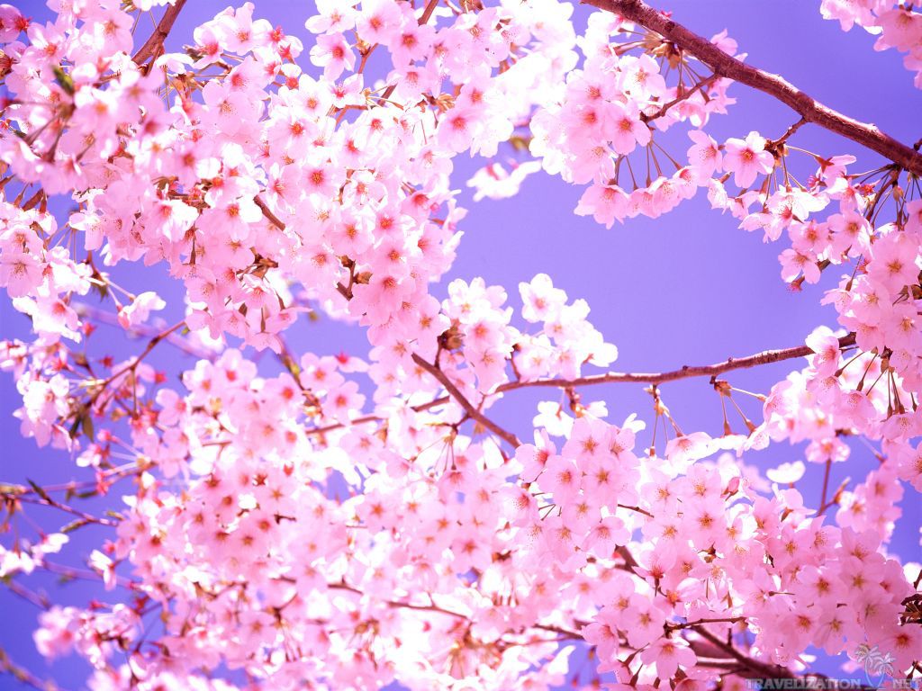 Pretty Cherry Blossom Backgrounds - HD Wallpaper 