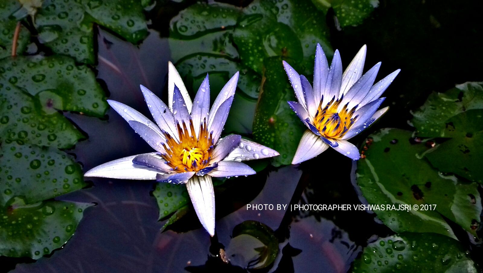 Sacred Lotus - HD Wallpaper 