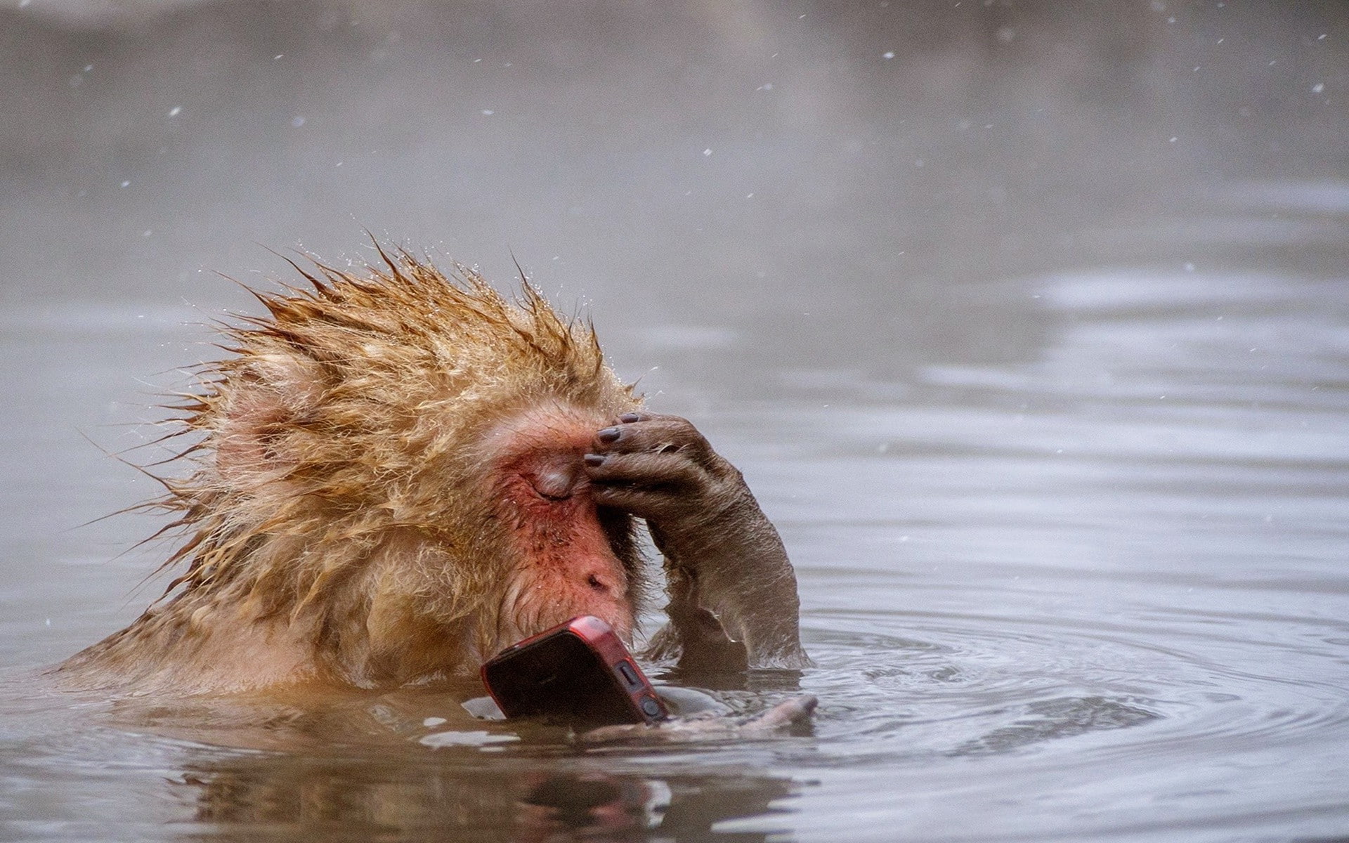 Animals On The Phone - HD Wallpaper 