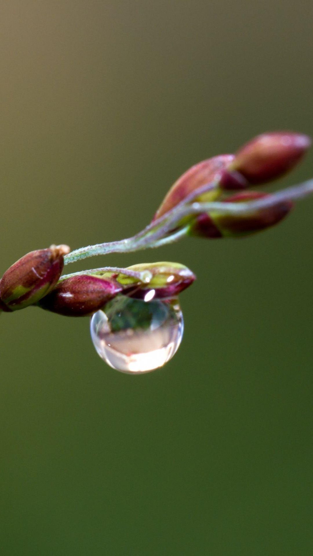 Dew On Branch - HD Wallpaper 
