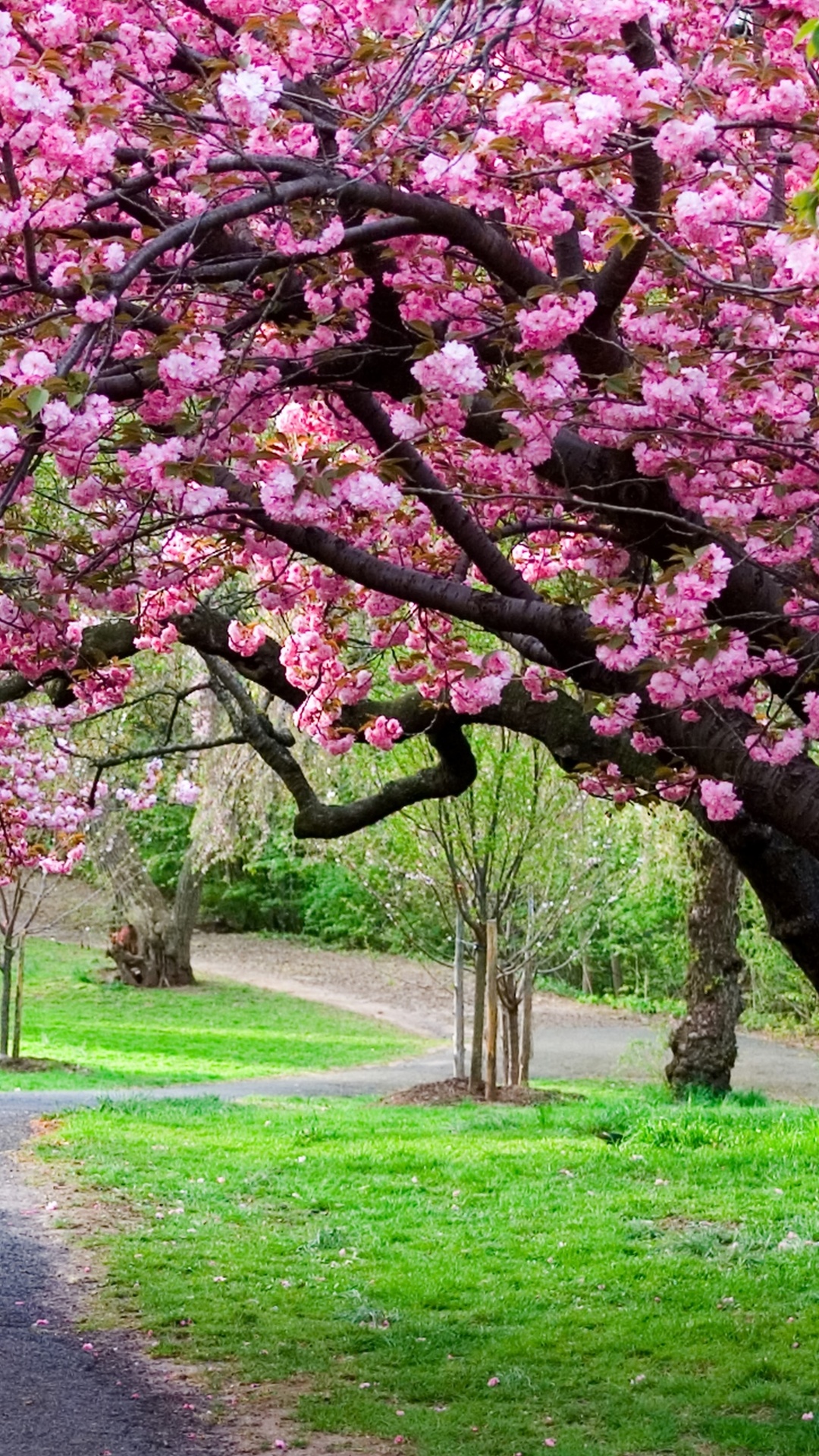 Cherry Blossom Wallpaper 4k Phone - 1080x1920 Wallpaper - teahub.io