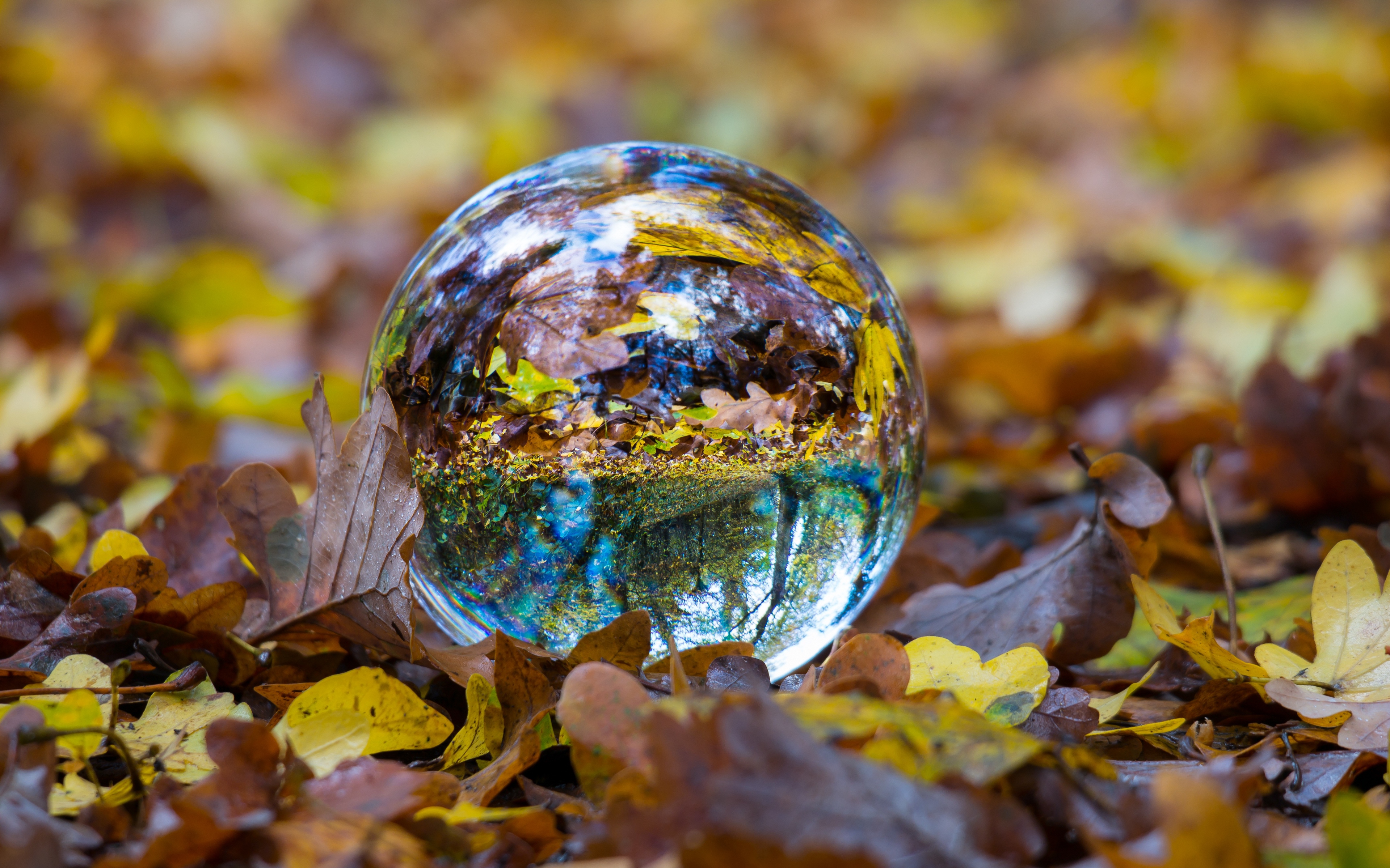 Wallpaper Ball, Glass, Sphere, Fall, Foliage - Glass Balls Hd Wallpapers 1080p - HD Wallpaper 