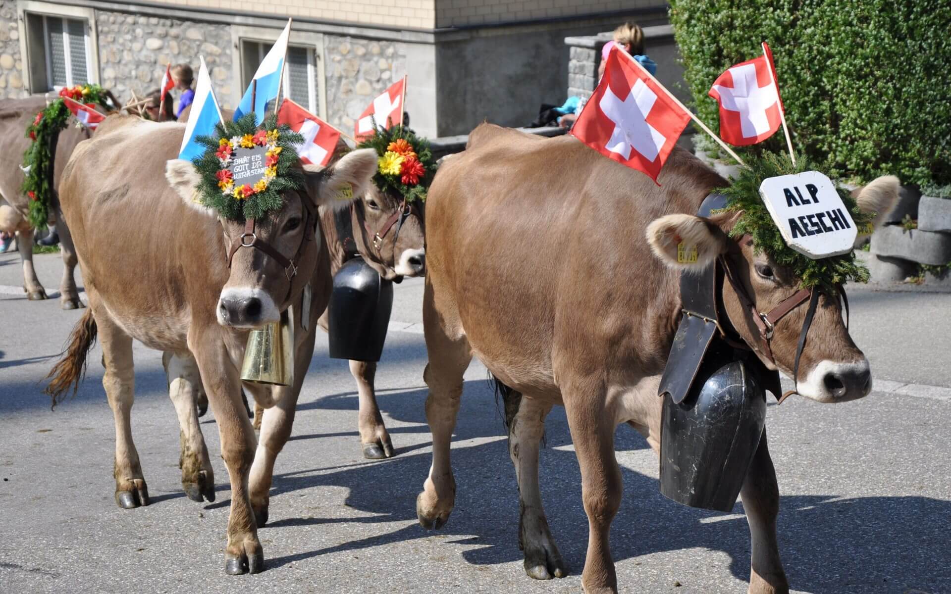 Dairy Cow - HD Wallpaper 