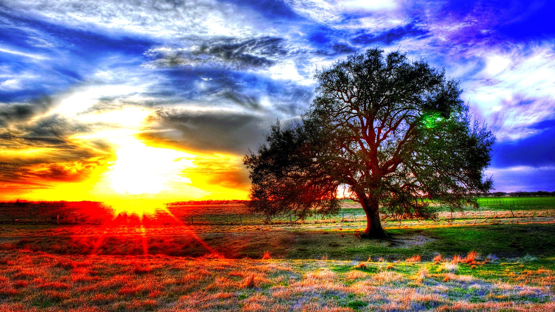 Beautiful Loneliness - Church Oak Tree - HD Wallpaper 