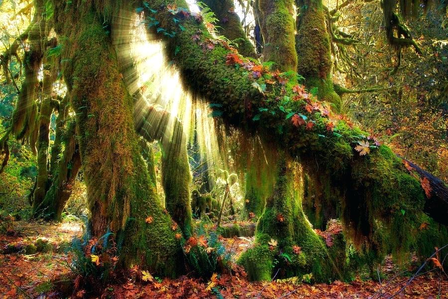 Enchanted Garden Enchanted Forest Background - HD Wallpaper 