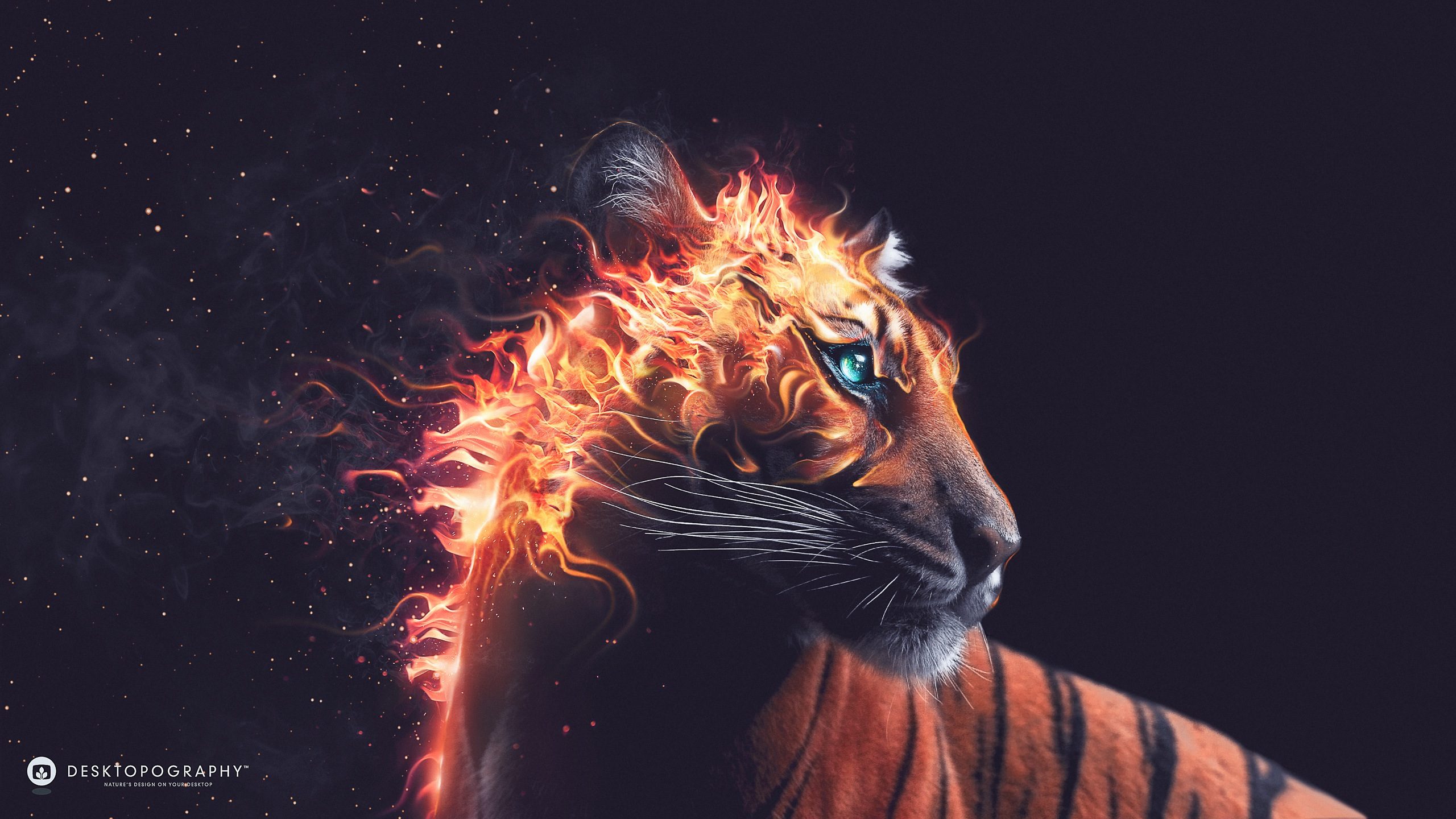 Fire Tiger - HD Wallpaper 