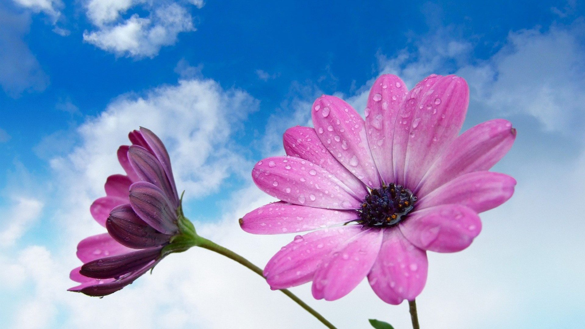 Beautiful Flower Wallpapers For Facebook - HD Wallpaper 