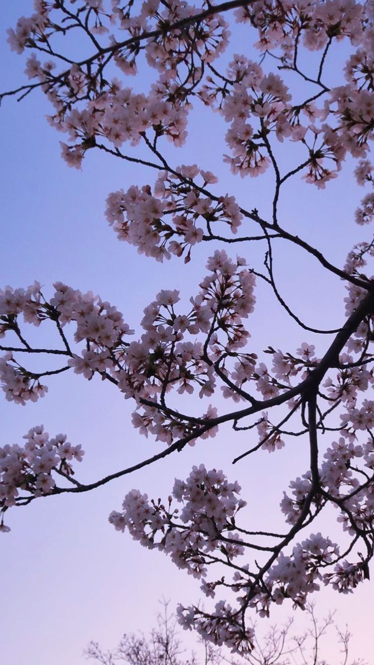 Cherry Blossom Aesthetic Wallpaper Hd Iphone - HD Wallpaper 