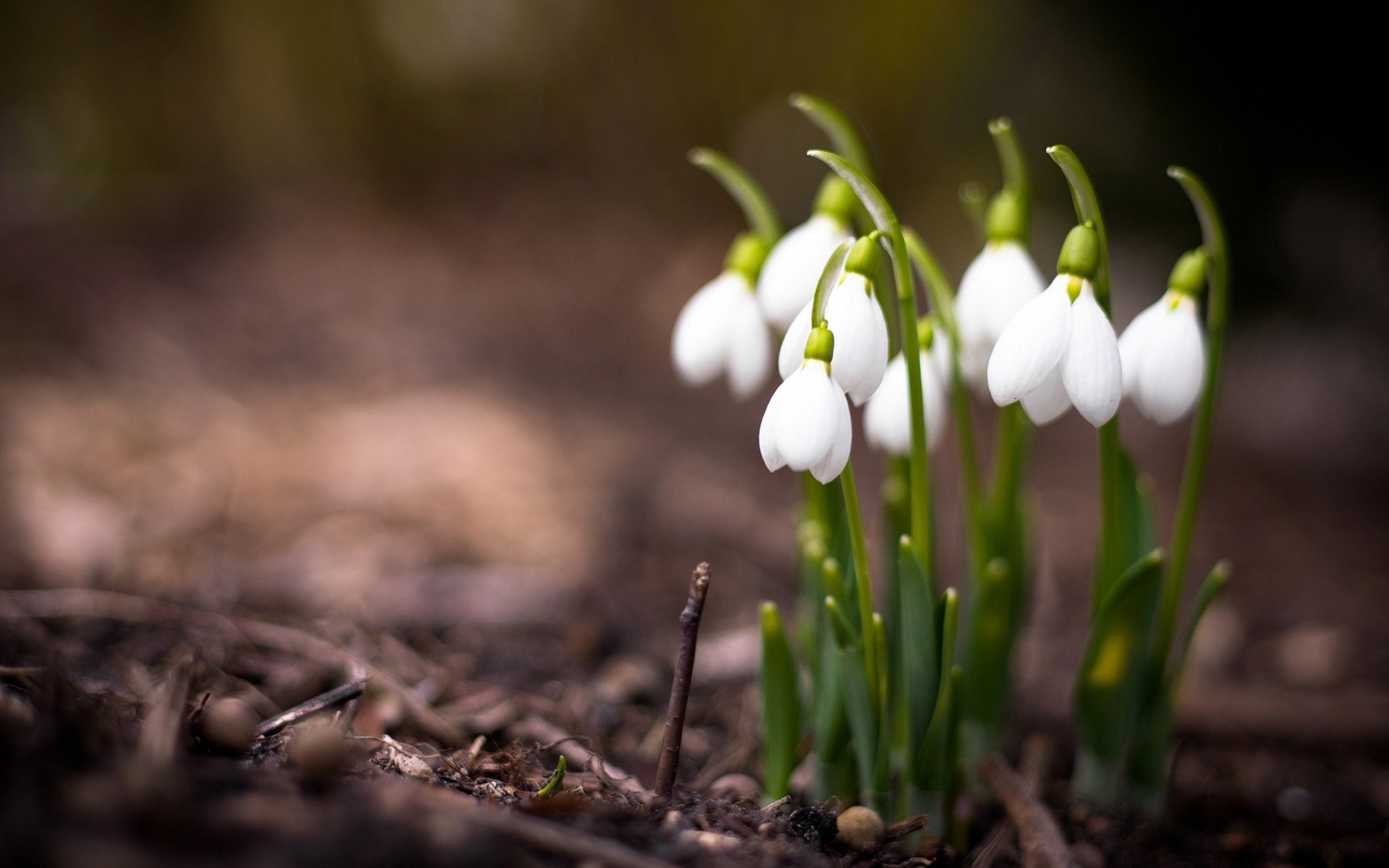 Spring Flowers Nature - HD Wallpaper 