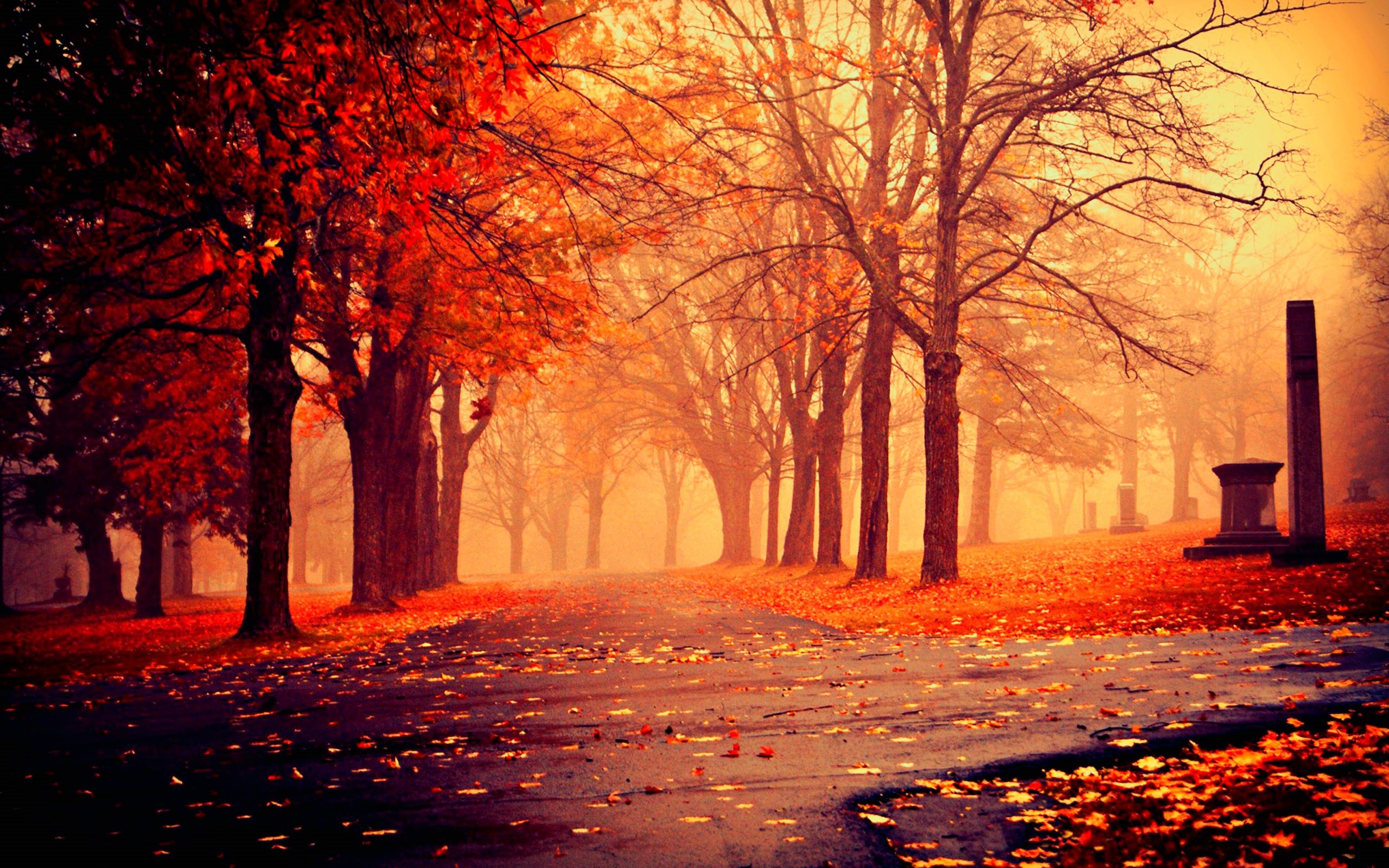 2560x1600, Fall Wallpapers Tumblr Wallpapers High Resolution - HD Wallpaper 