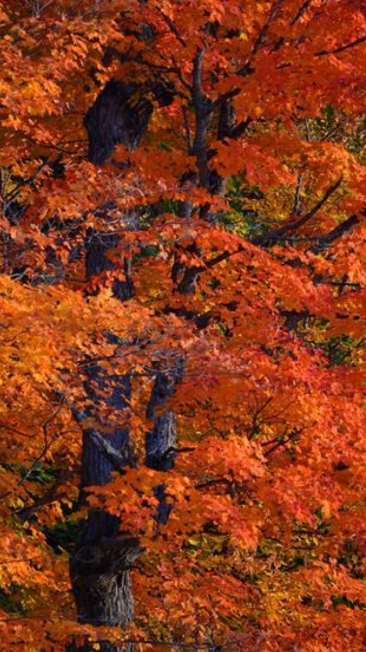 Autumn - HD Wallpaper 