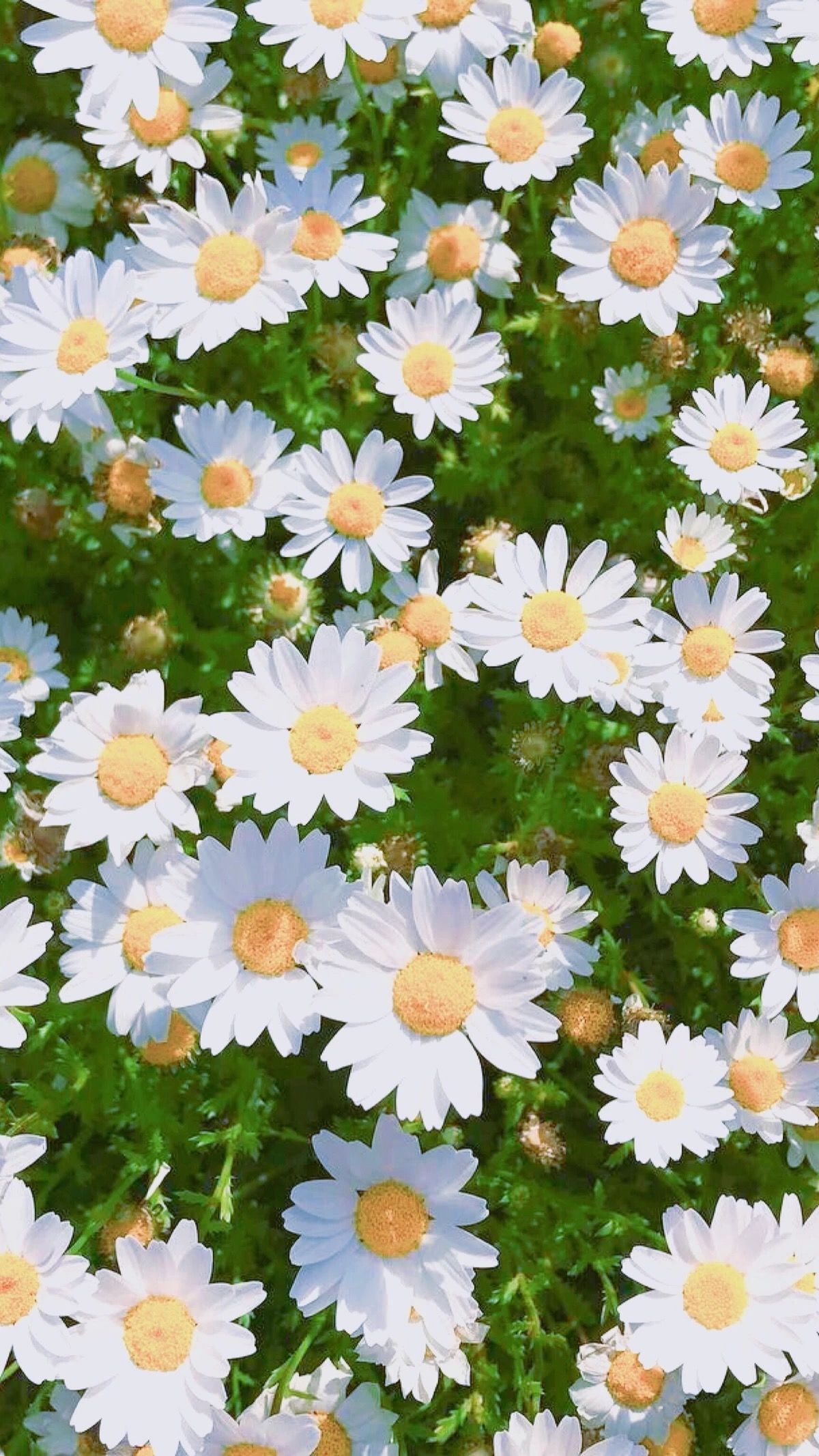 Daisy Hd Wallpaper For Iphone - HD Wallpaper 