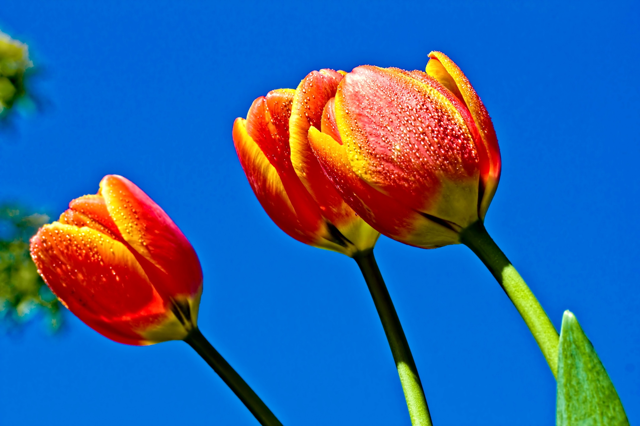 Wallpaper Tulips, Flowers, Sky, Blue - HD Wallpaper 