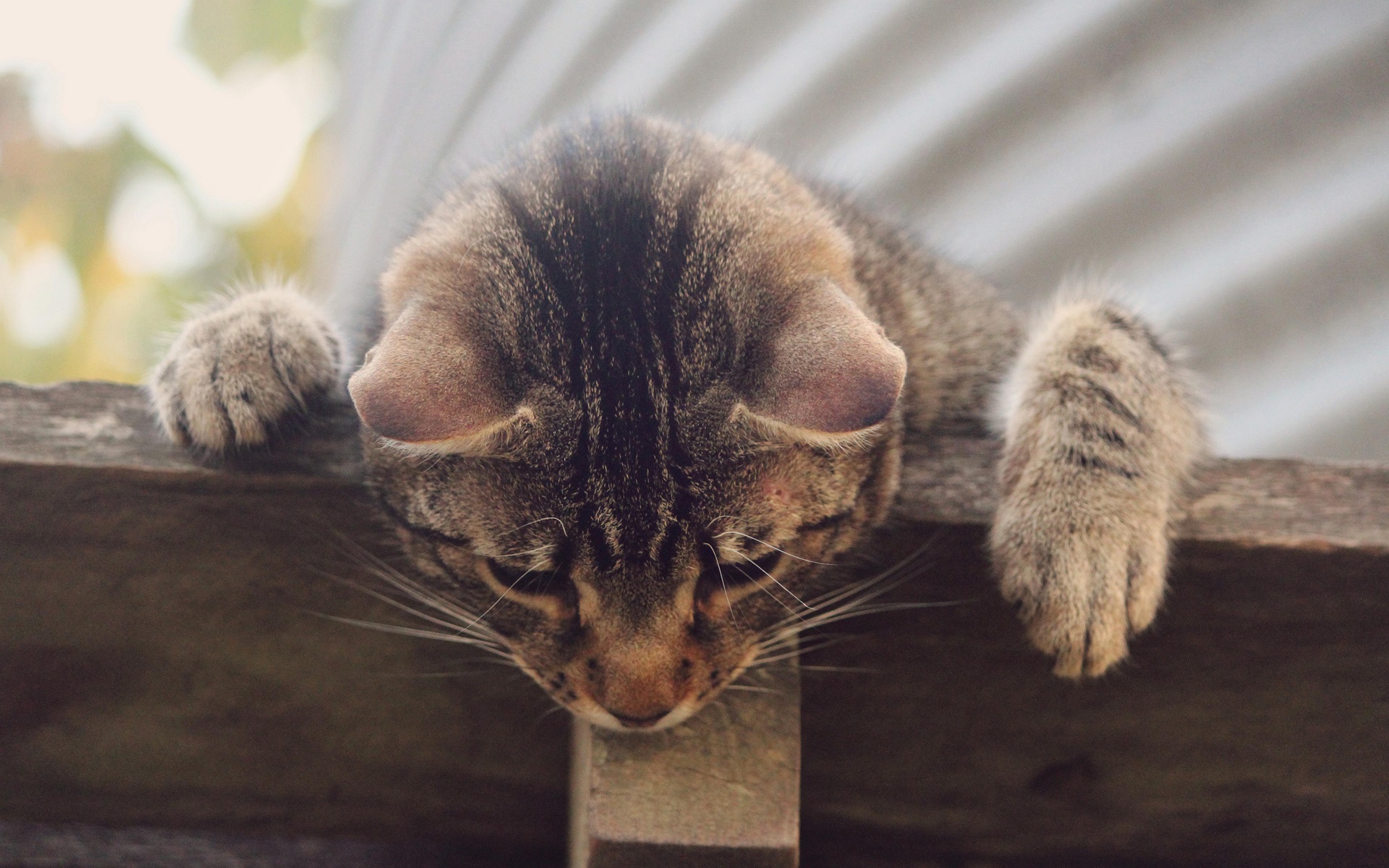 Wallpaper Gray Striped Cat, Curiosity - Cat Looking Over Fence - HD Wallpaper 