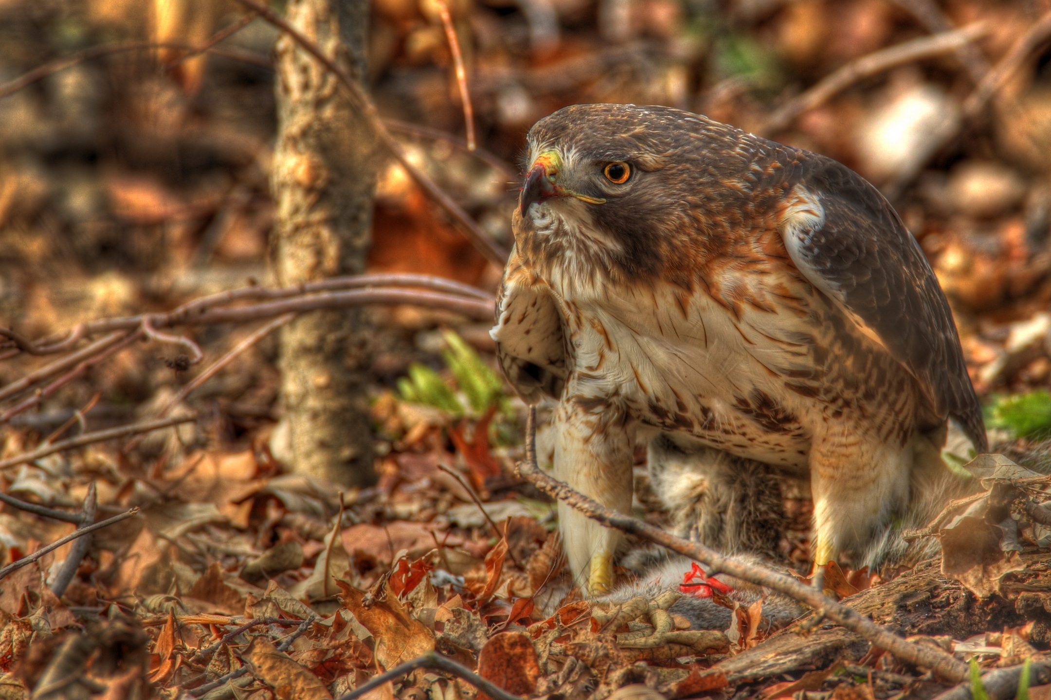 Wallpaper Red-tailed Hawk, Hawk, Predator, Leaves, - Wallpaper - HD Wallpaper 