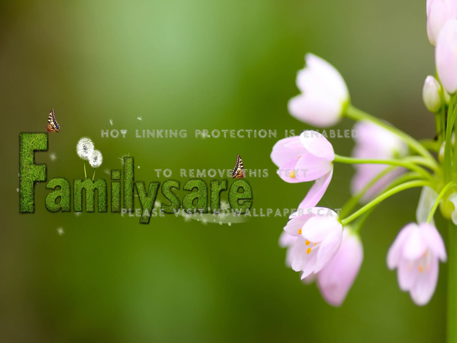 Precious Spring Time Soft Color Delicate - Flower Background Full Hd - HD Wallpaper 
