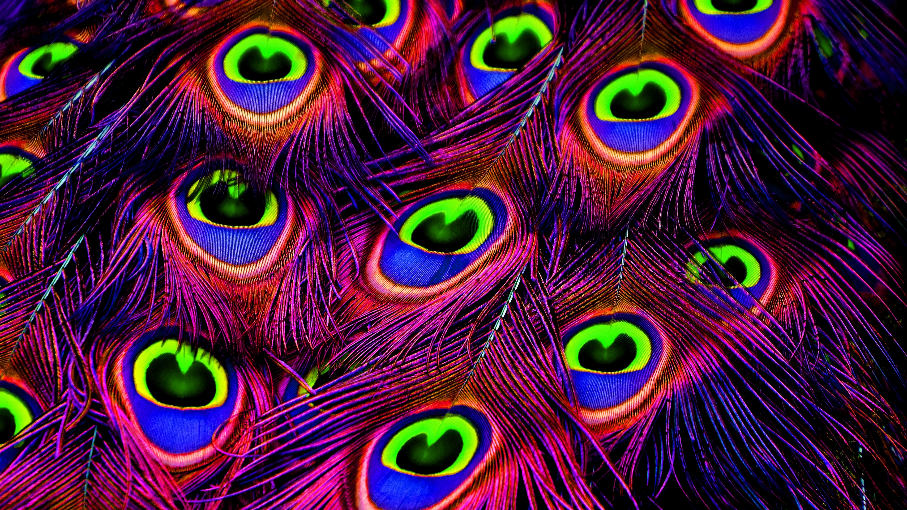 Wallpaper Peacock, Feathers, Bright, Photoshop - Peacock Feather - HD Wallpaper 