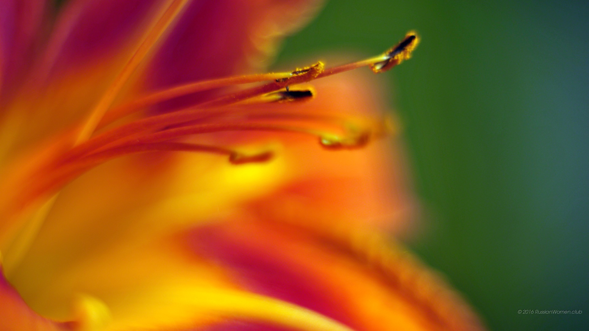Microsoft Surface 2 Background - Close-up - HD Wallpaper 
