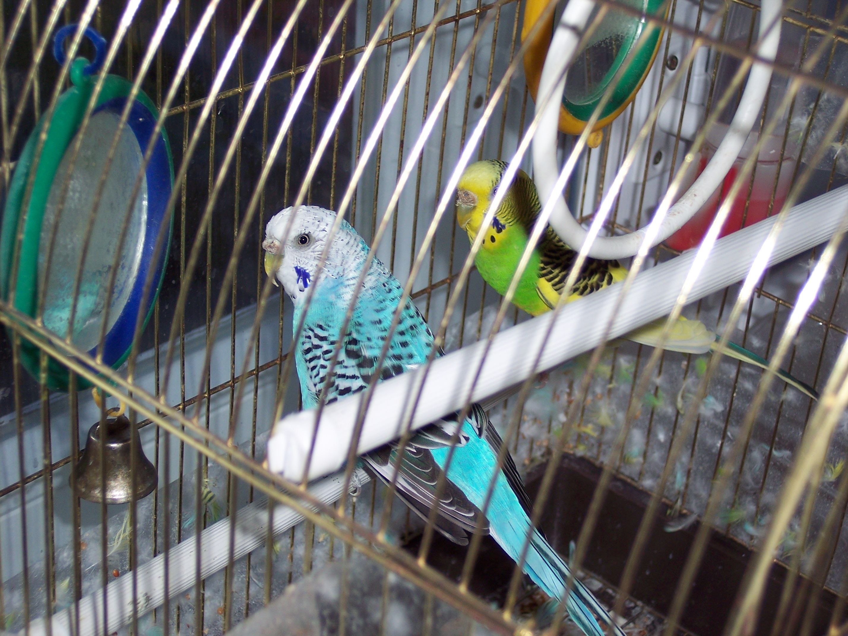 Cage - 2856x2142 Wallpaper - teahub.io