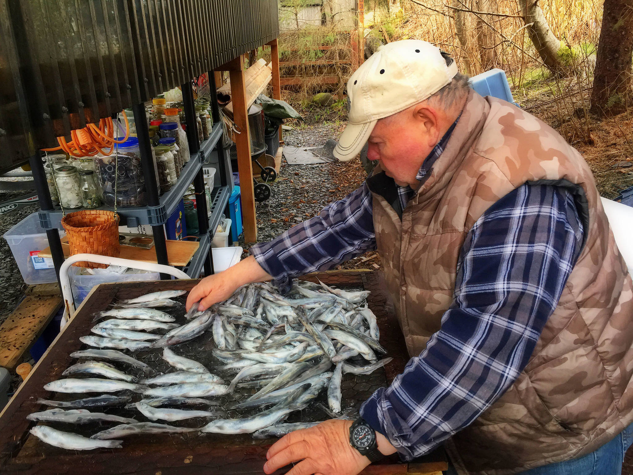 Anchovy (food) - HD Wallpaper 