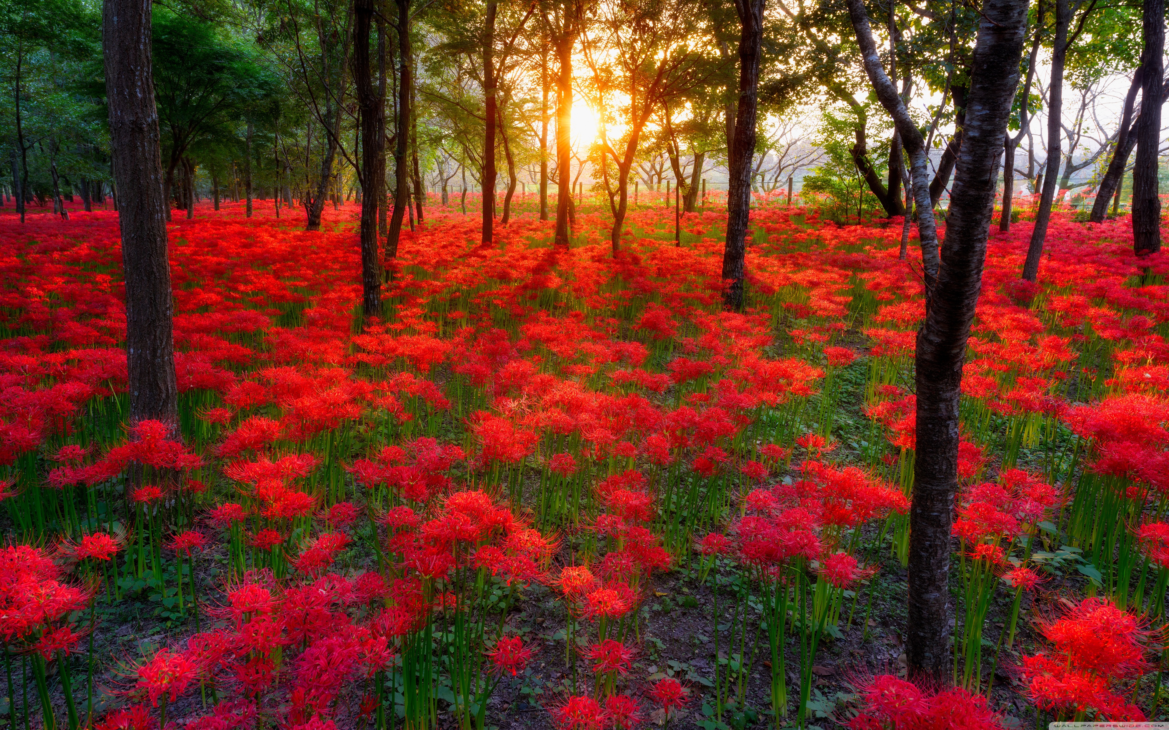 Red Spider Lily Field 3840x2400 Wallpaper Teahub Io