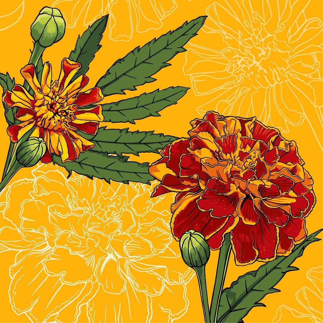 Caesalpinia - HD Wallpaper 