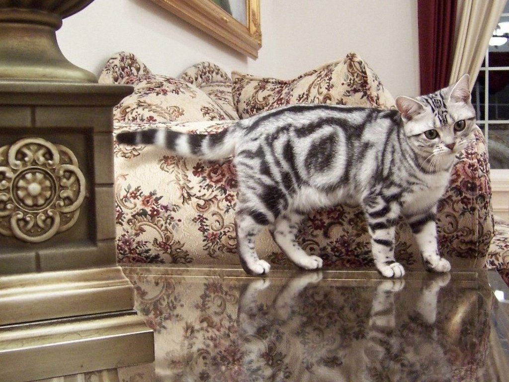 American Shorthair Cat Images American Shorthair Cat - Beauty American Shorthair - HD Wallpaper 