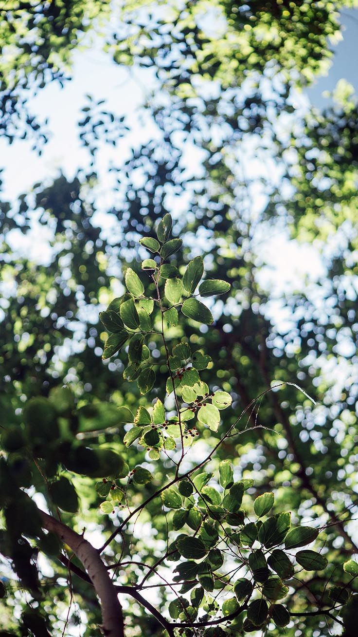 Botanical Wallpaper Iphone - HD Wallpaper 