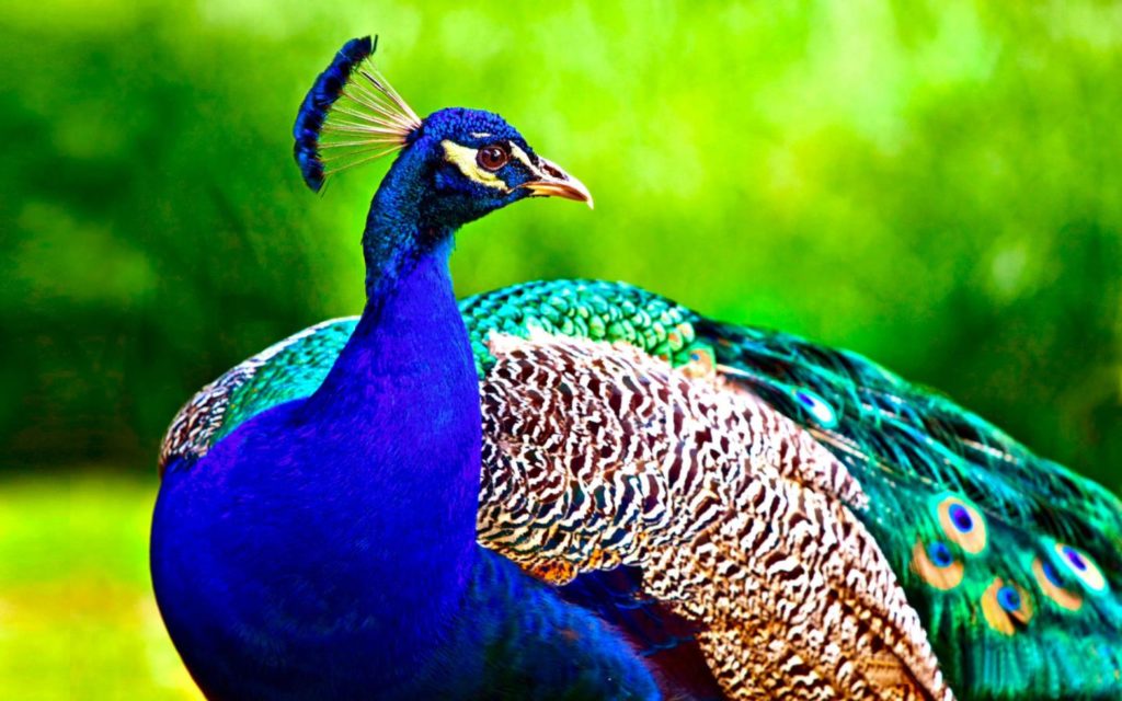 Beautiful Peacock Wallpapers Hd Download - Peacock Hd - HD Wallpaper 