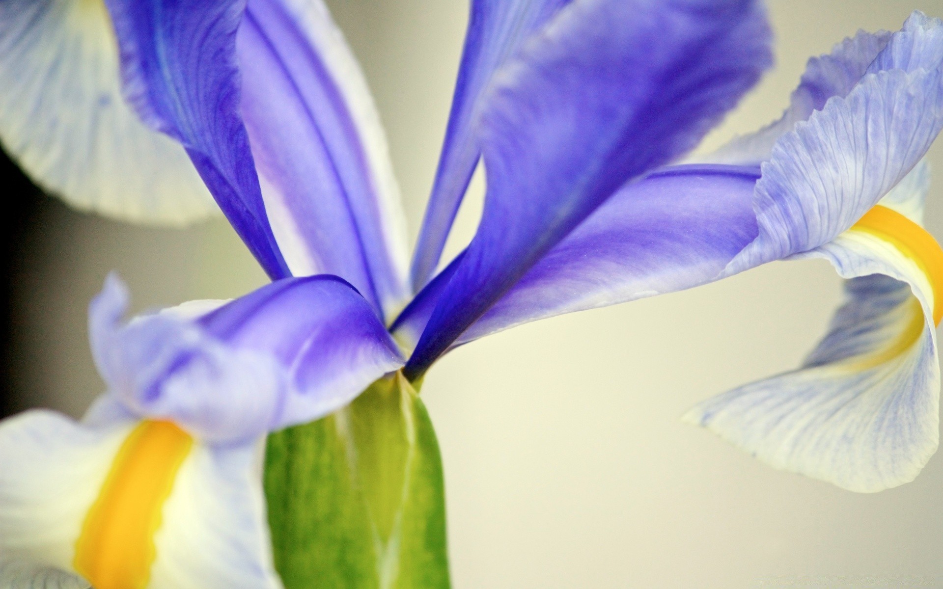 Data Src Full Size Iris Wallpaper 720p - 1080p Iris Flower - HD Wallpaper 
