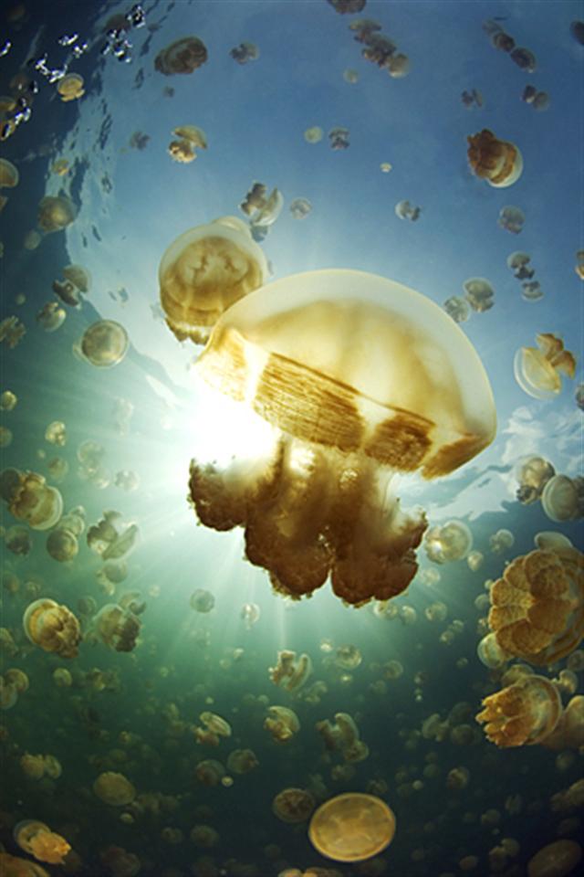 Living Lava Lamp By John Bleidorn Wallpapers - HD Wallpaper 