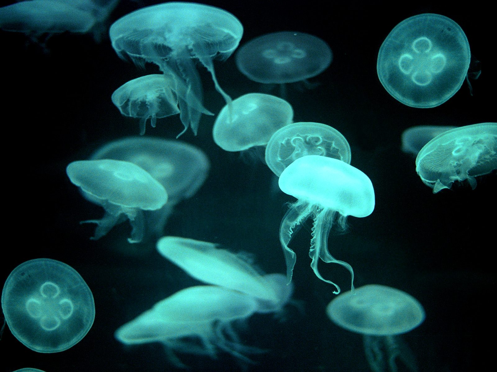 Floating Jellyfish Illuminated By Teal Light - Group Of Jellyfish - HD Wallpaper 