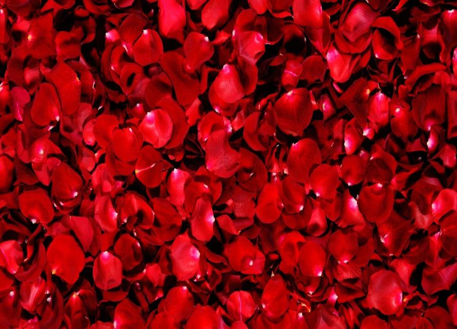 Bunch Of Rose Petals - HD Wallpaper 