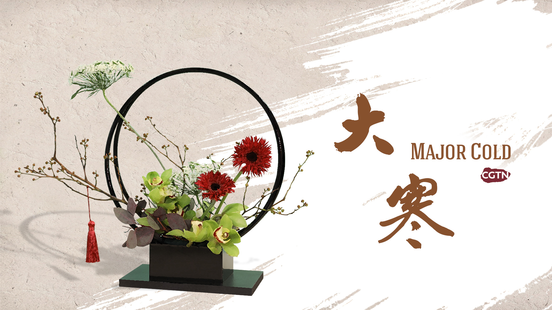 Barberton Daisy - HD Wallpaper 