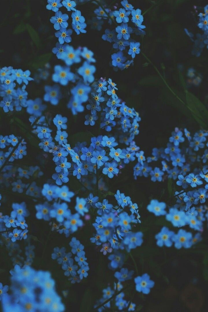 Blue Flower Wallpaper Aesthetic - HD Wallpaper 