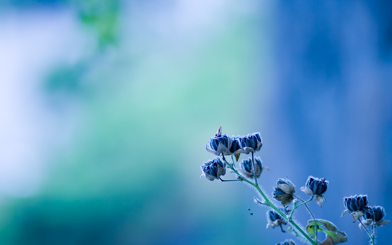 Flowers Blur Background Hd - HD Wallpaper 
