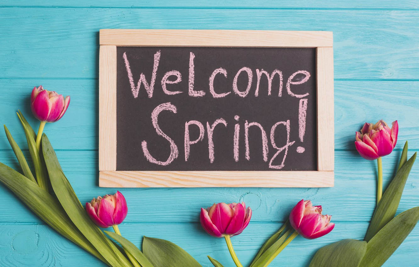 Photo Wallpaper Flowers, Spring, Tulips, Background, - Tulip - HD Wallpaper 