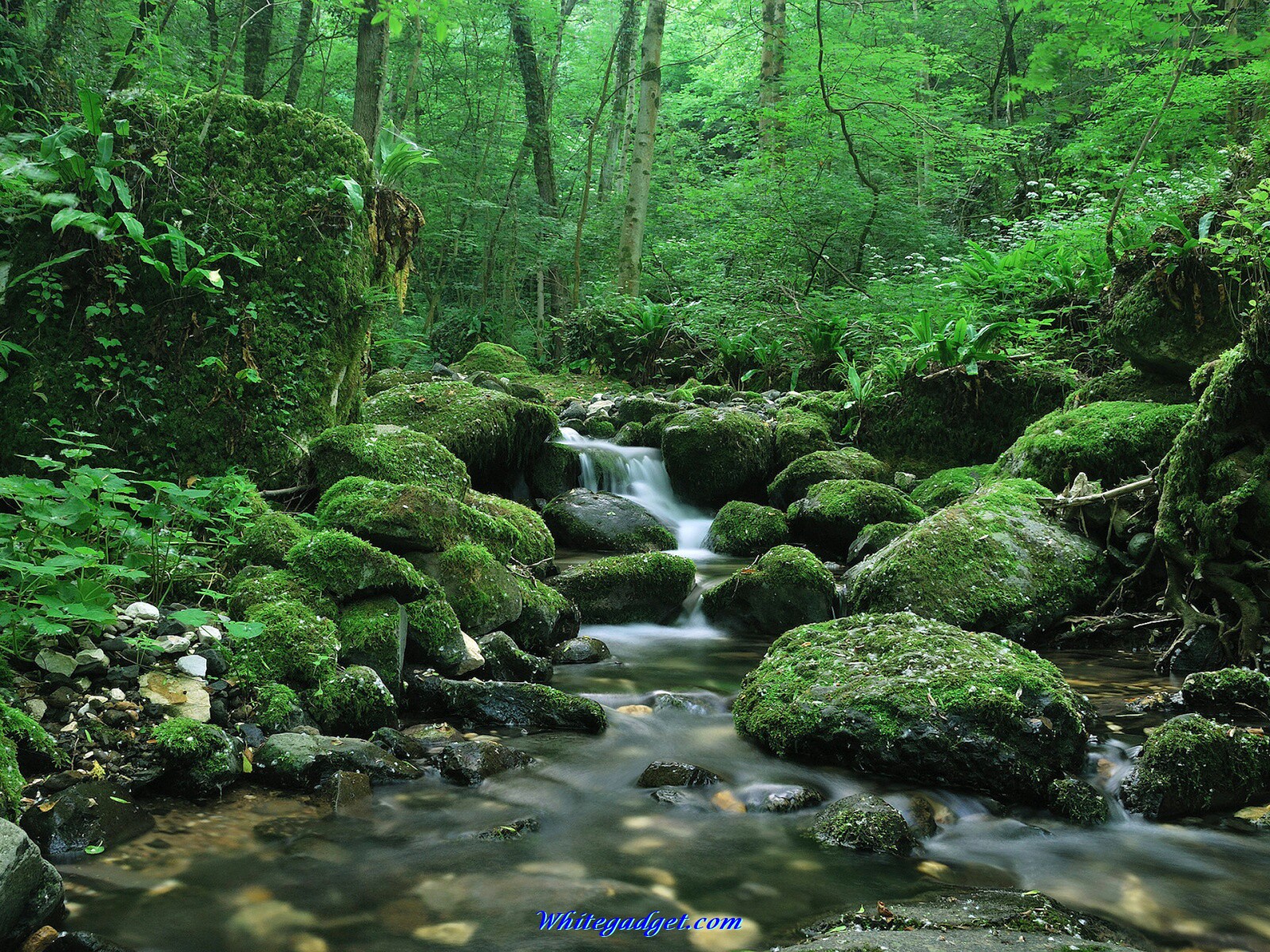 Natural Beauty - HD Wallpaper 