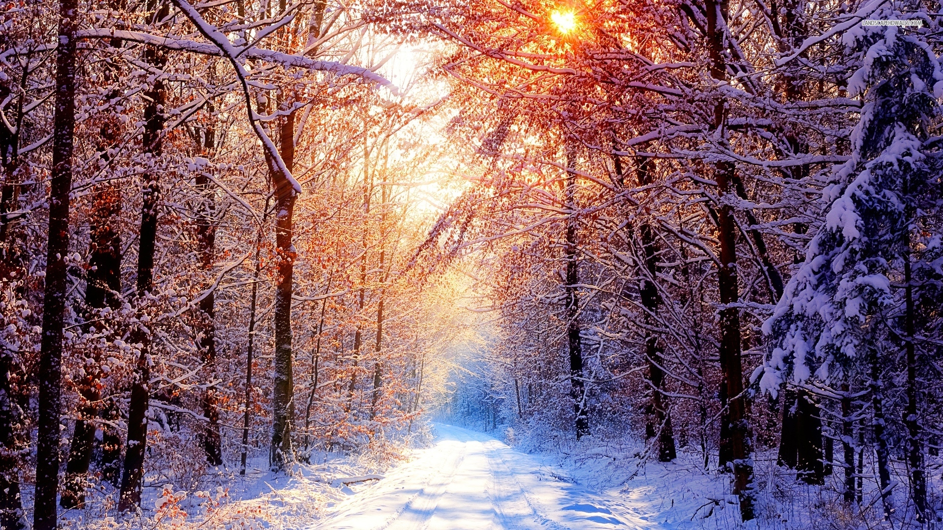 Winter Trees Background - HD Wallpaper 