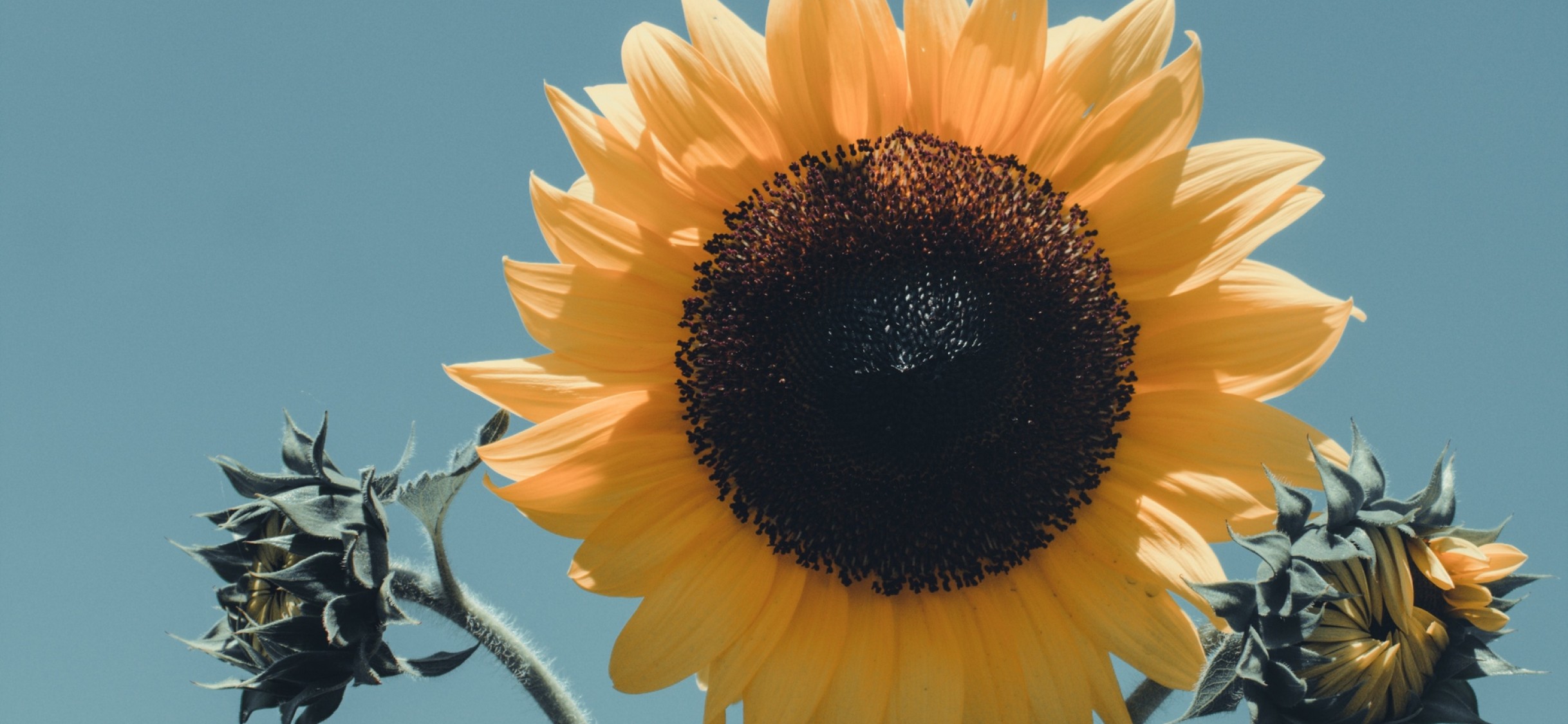 Sunflower Wallpaper 4 3 - HD Wallpaper 